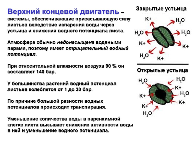 Верхний концевой двигатель – системы, обеспечивающие присасывающую силу листьев вследствие испарения воды через устьица